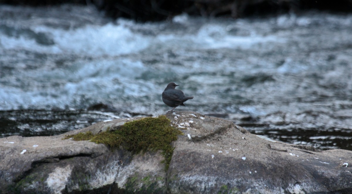 メキシコカワガラス - ML643965429