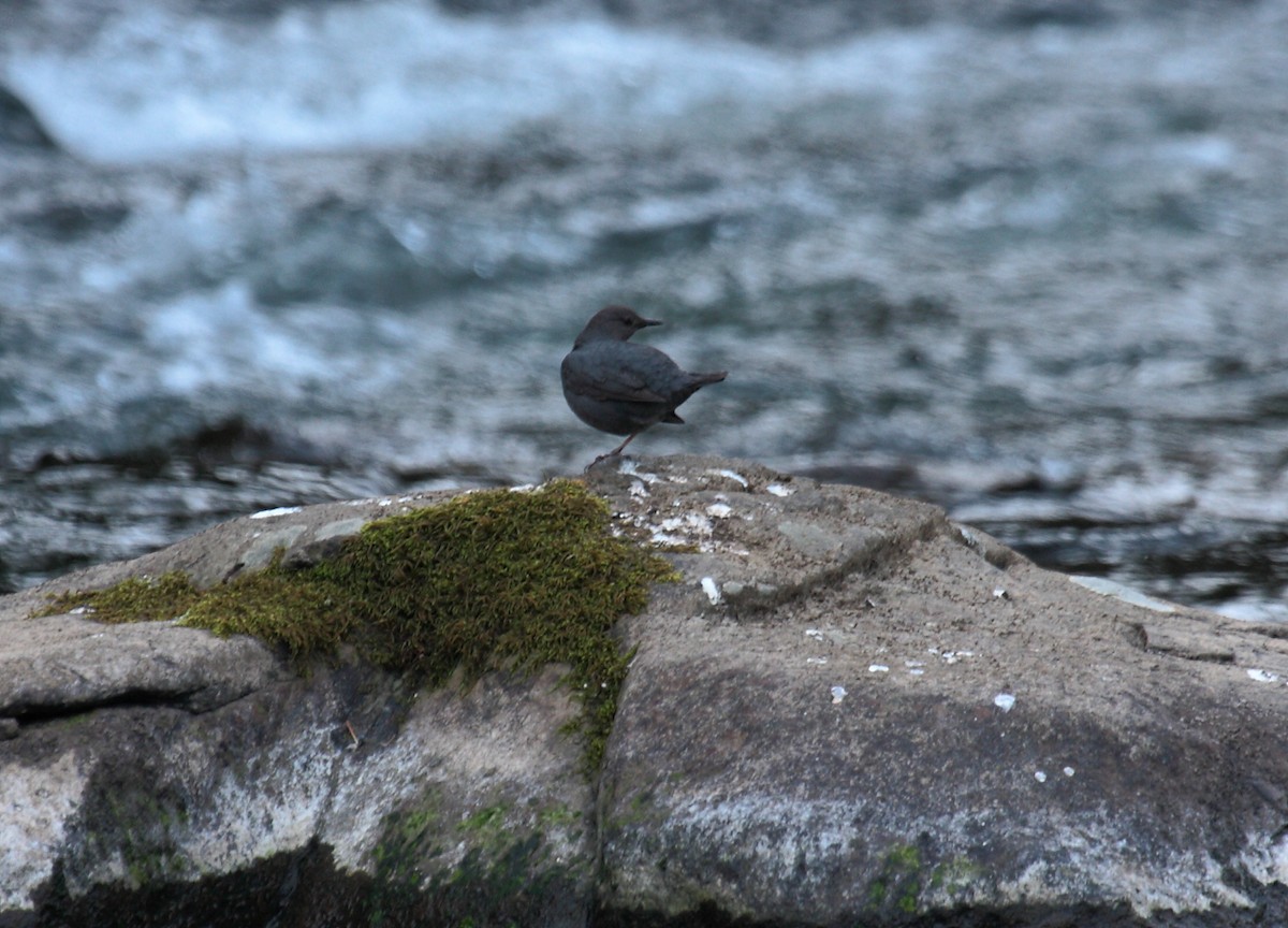 メキシコカワガラス - ML643965430