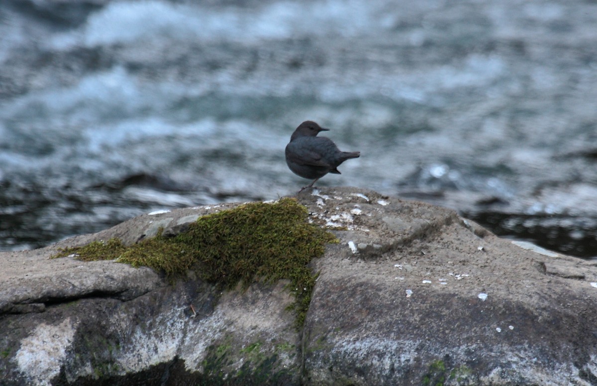 メキシコカワガラス - ML643965431