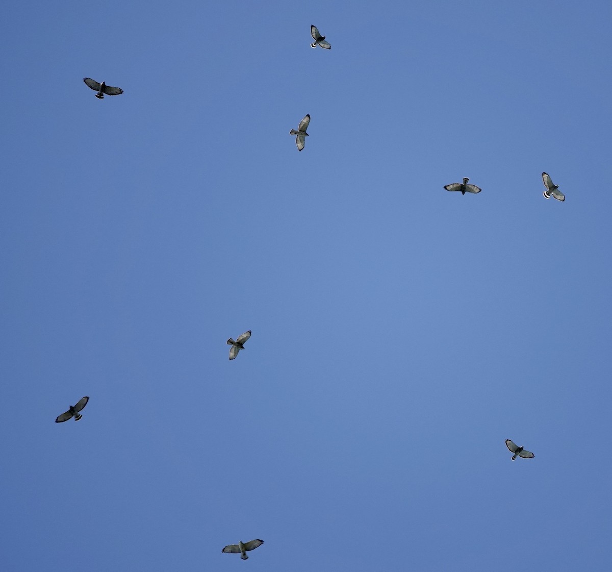 Broad-winged Hawk - ML643965439