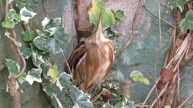 Stripe-backed Bittern - ML643965440