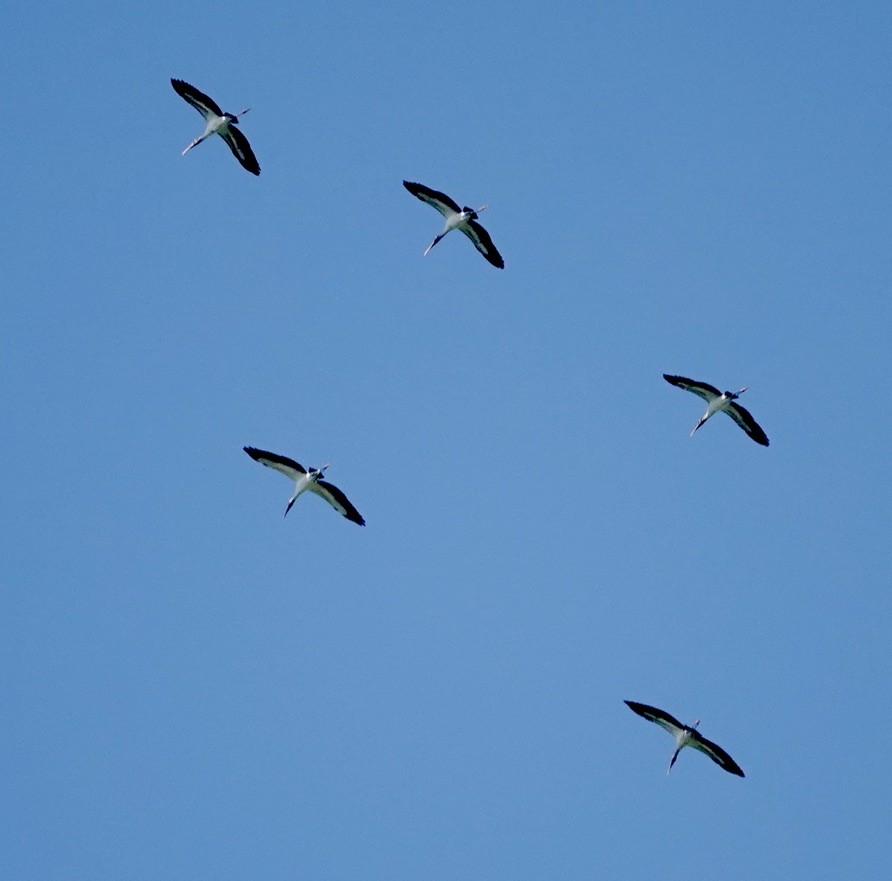 Wood Stork - ML643965453