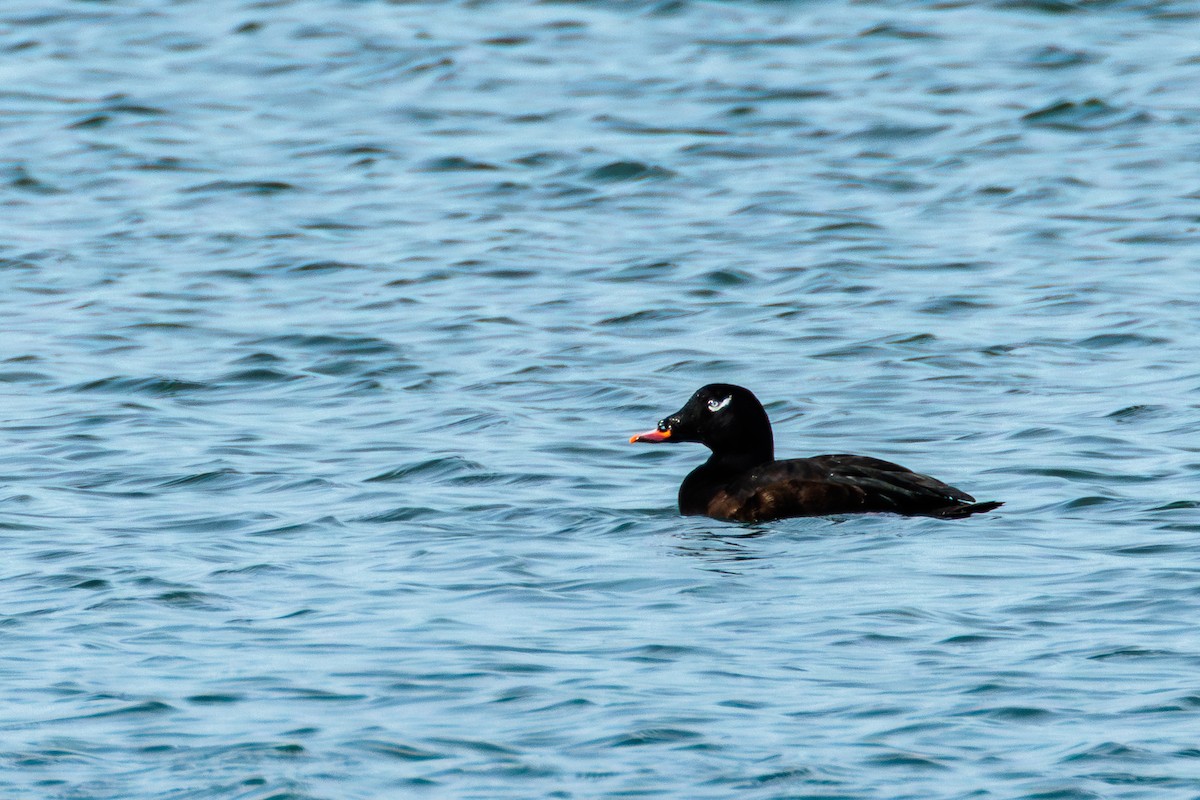White-winged Scoter - ML643965457