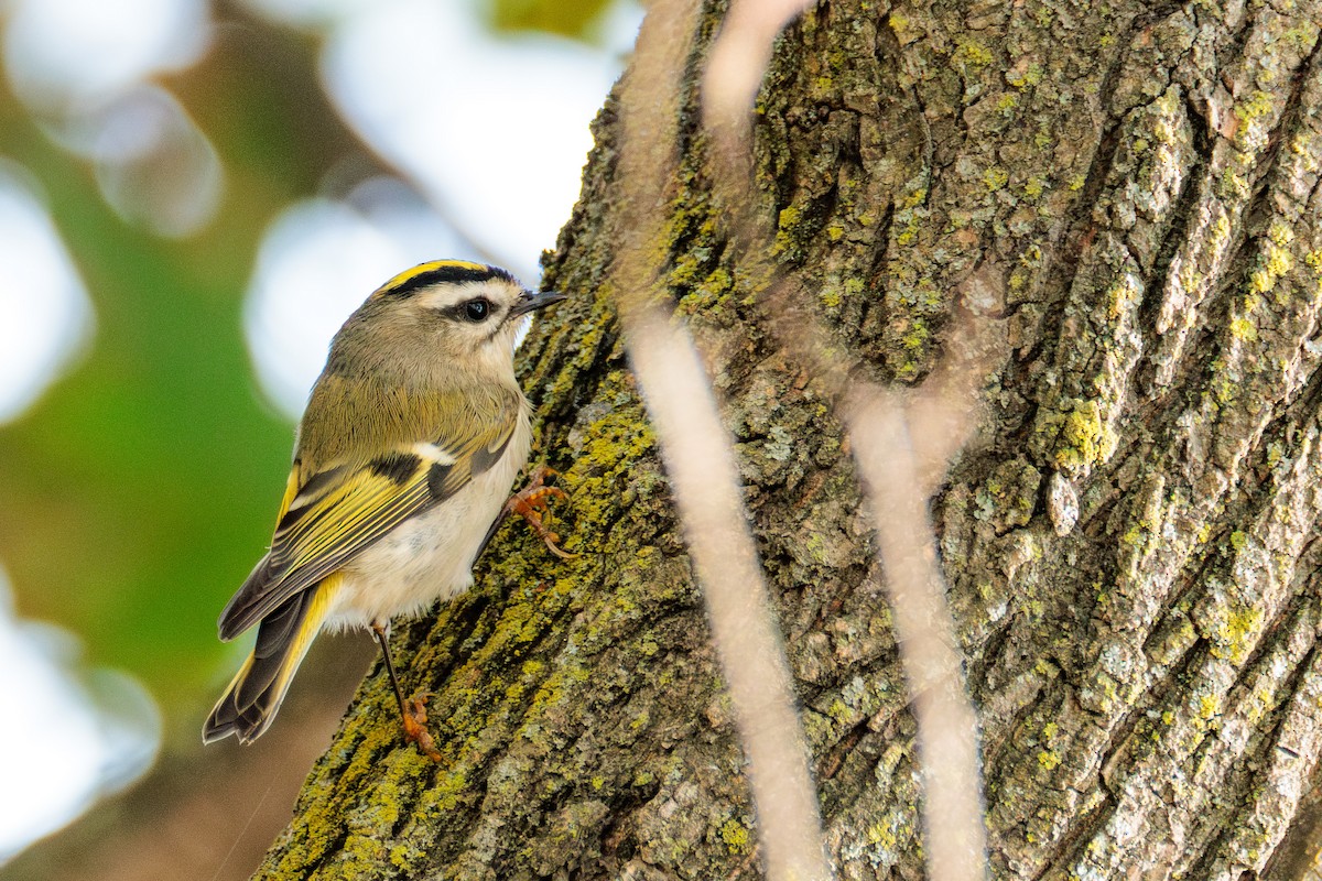 Golden-crowned Kinglet - ML643965460