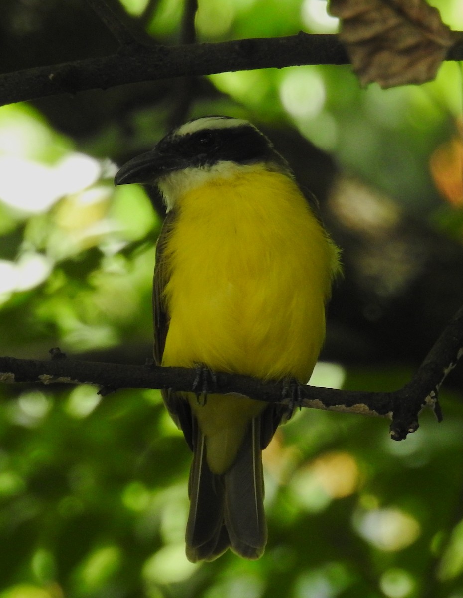 Boat-billed Flycatcher - ML643965480