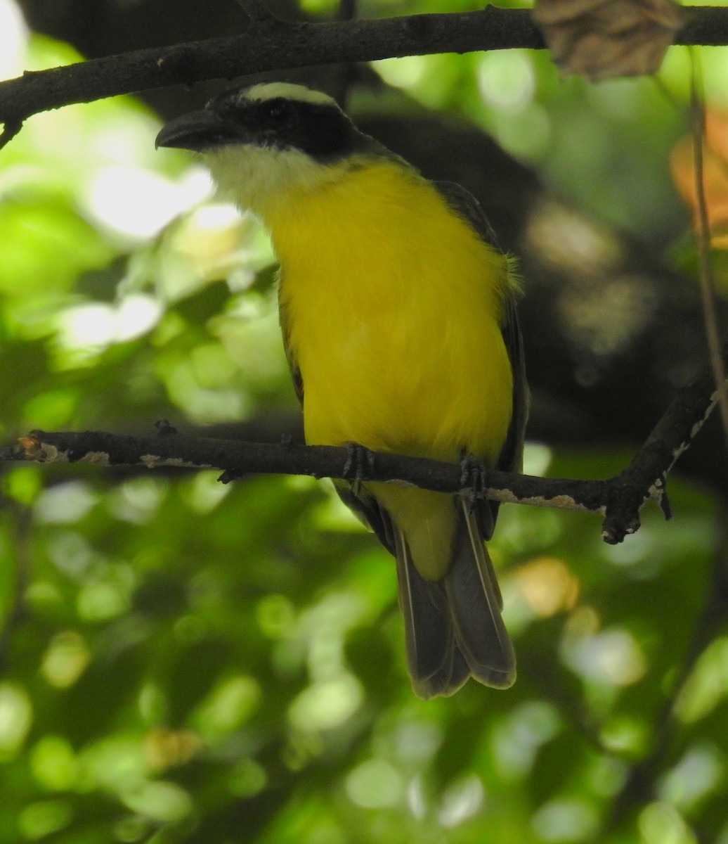 Boat-billed Flycatcher - ML643965481
