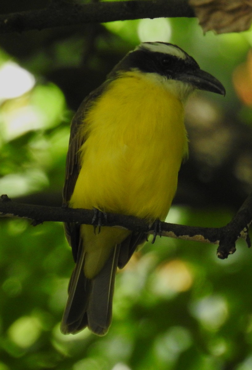 Boat-billed Flycatcher - ML643965482