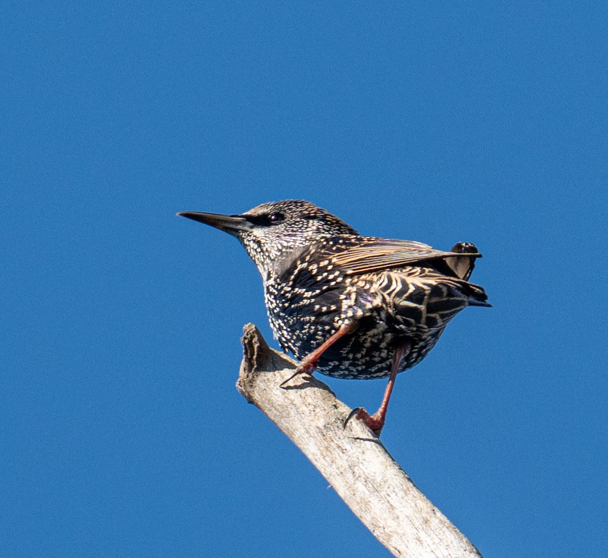 歐洲椋鳥 - ML643965485