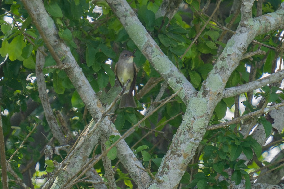 Eastern Wood-Pewee - ML643965493