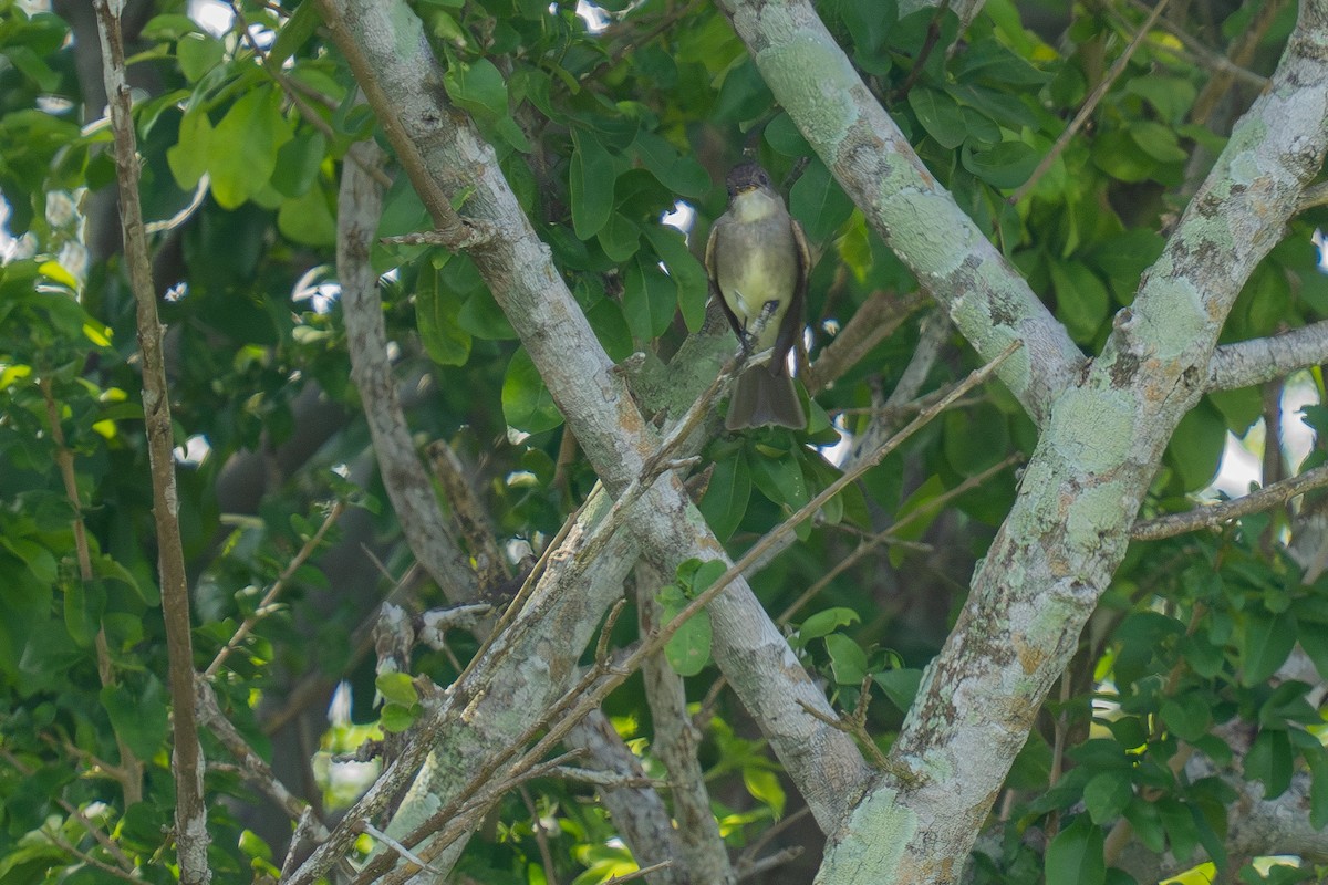 Eastern Wood-Pewee - ML643965495