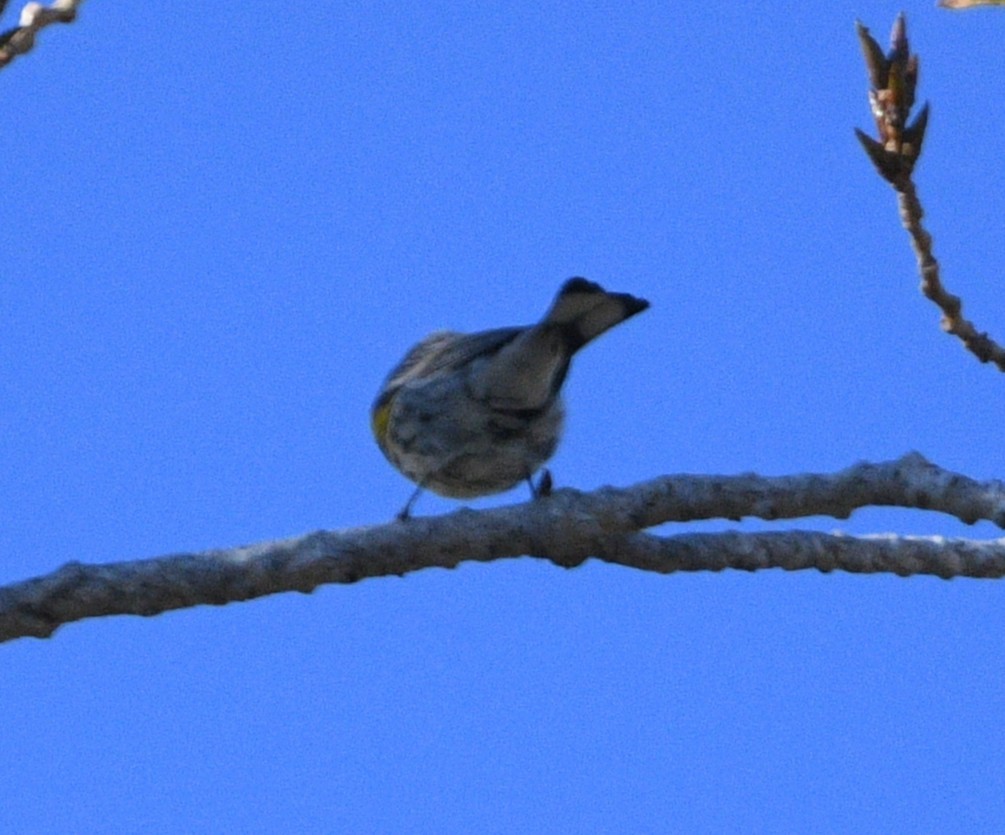 Yellow-rumped Warbler - ML643965501