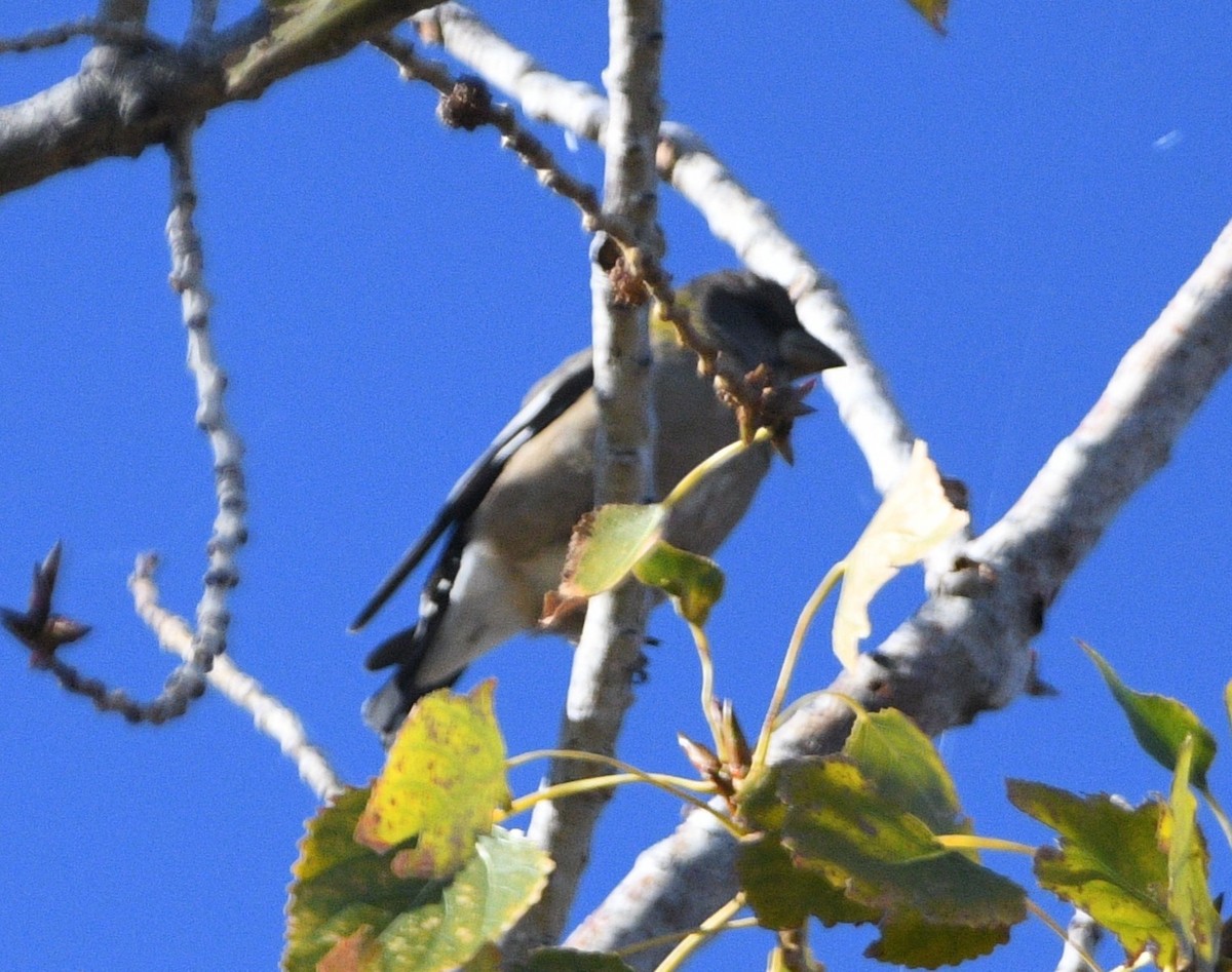 Evening Grosbeak - ML643965508