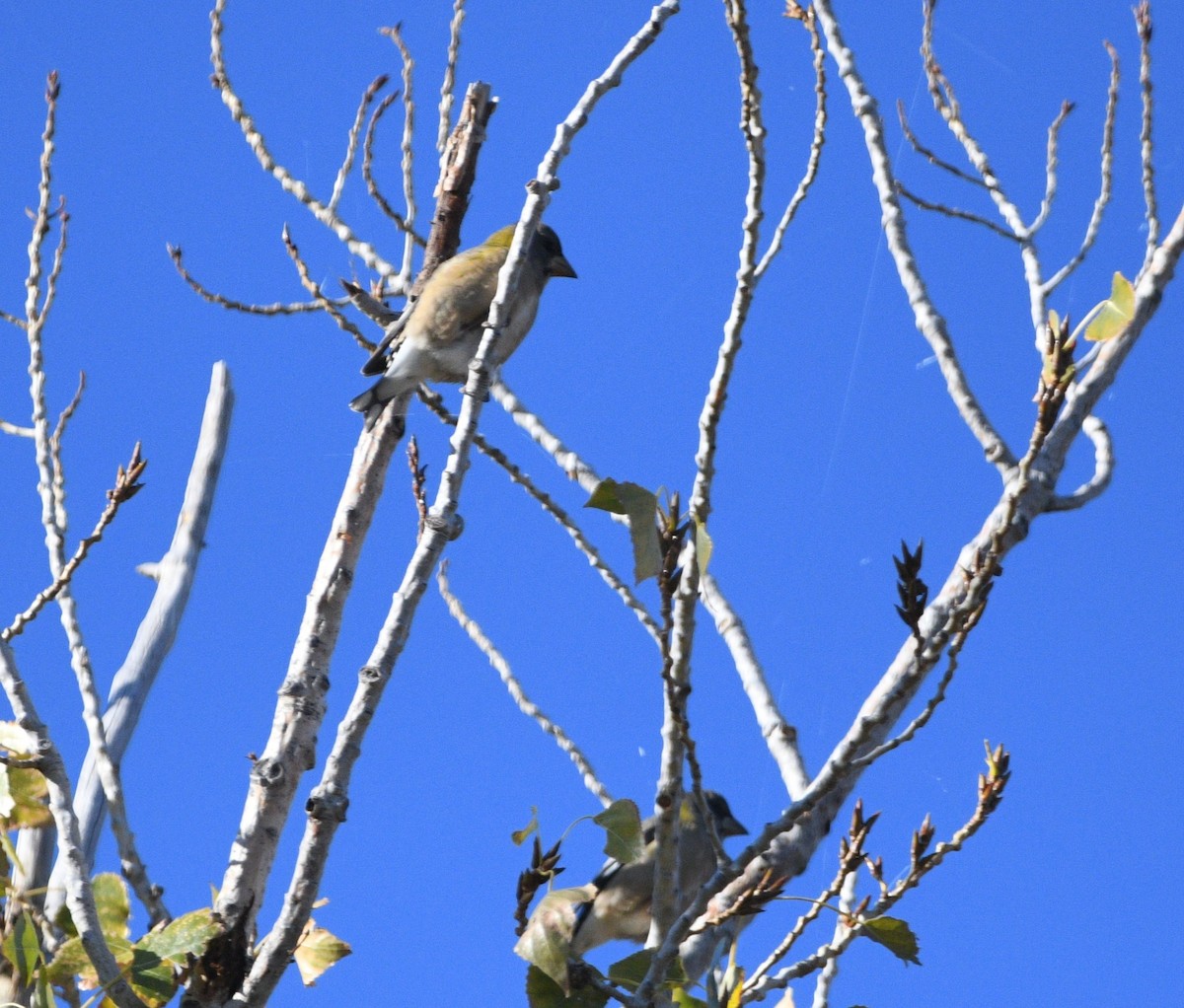 Evening Grosbeak - ML643965516