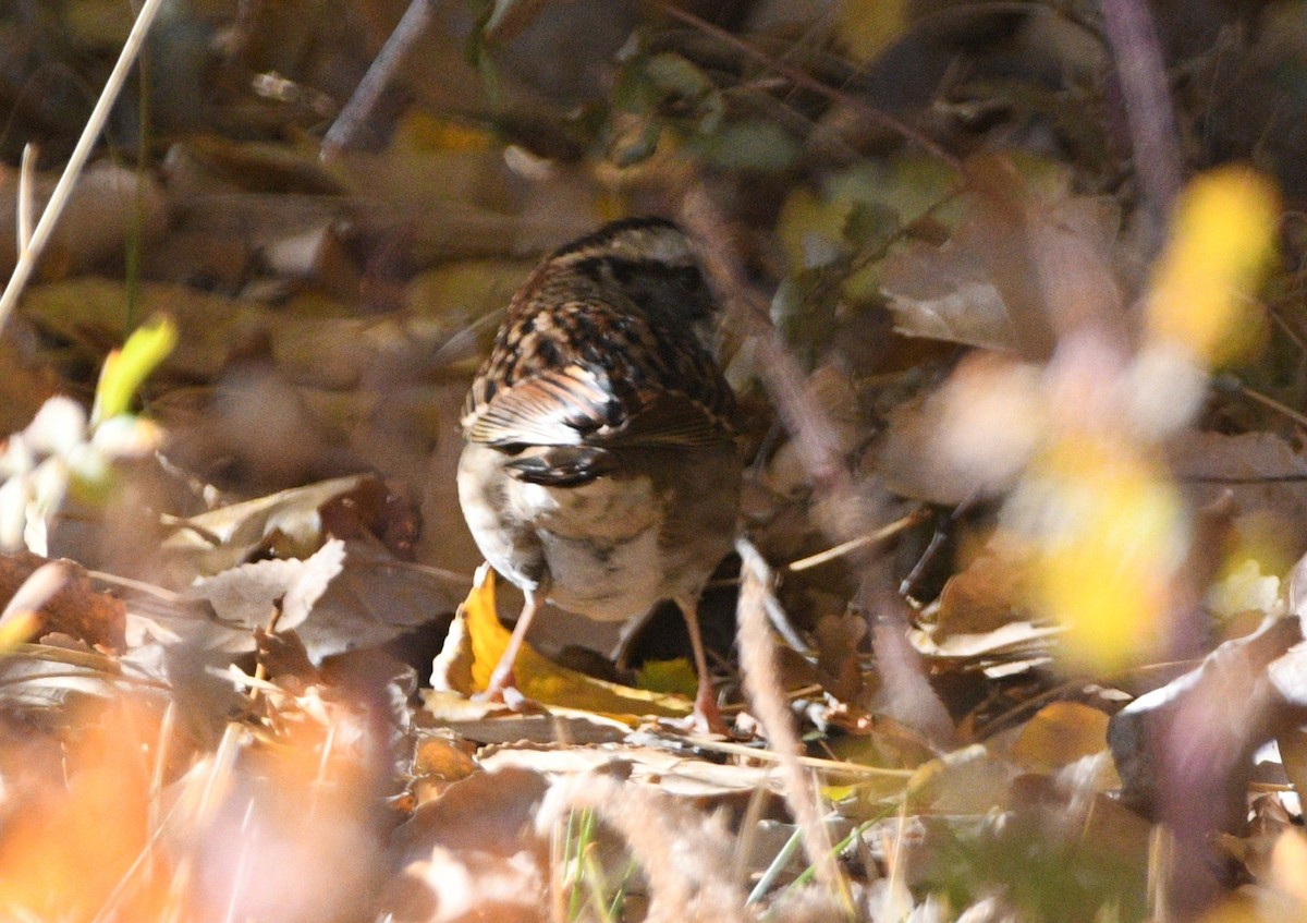 White-throated Sparrow - ML643965526