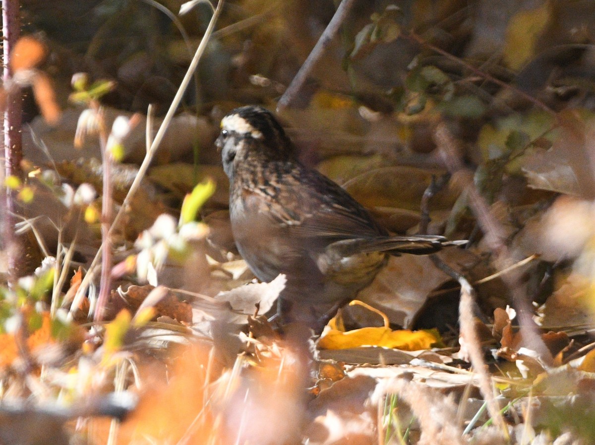 White-throated Sparrow - ML643965531