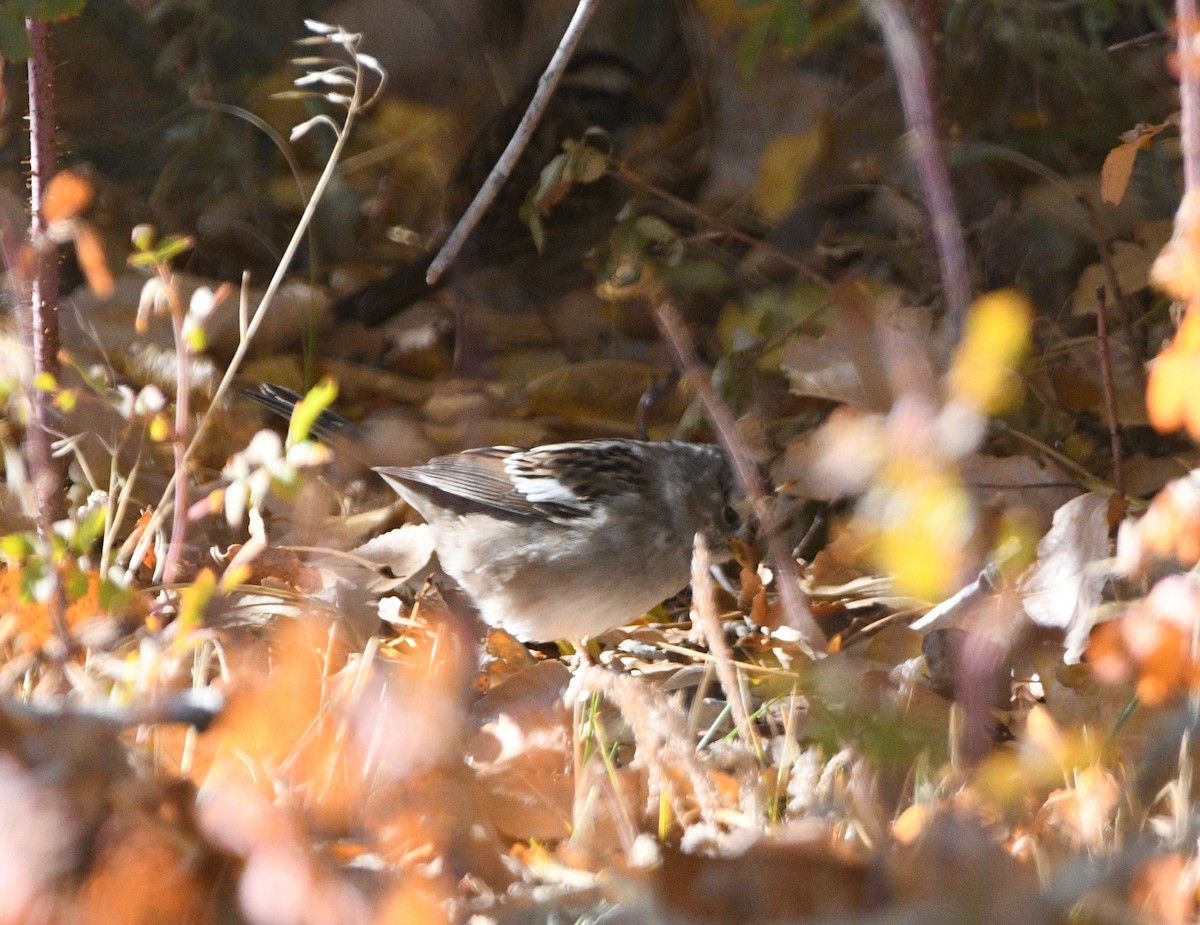 White-crowned Sparrow - ML643965537