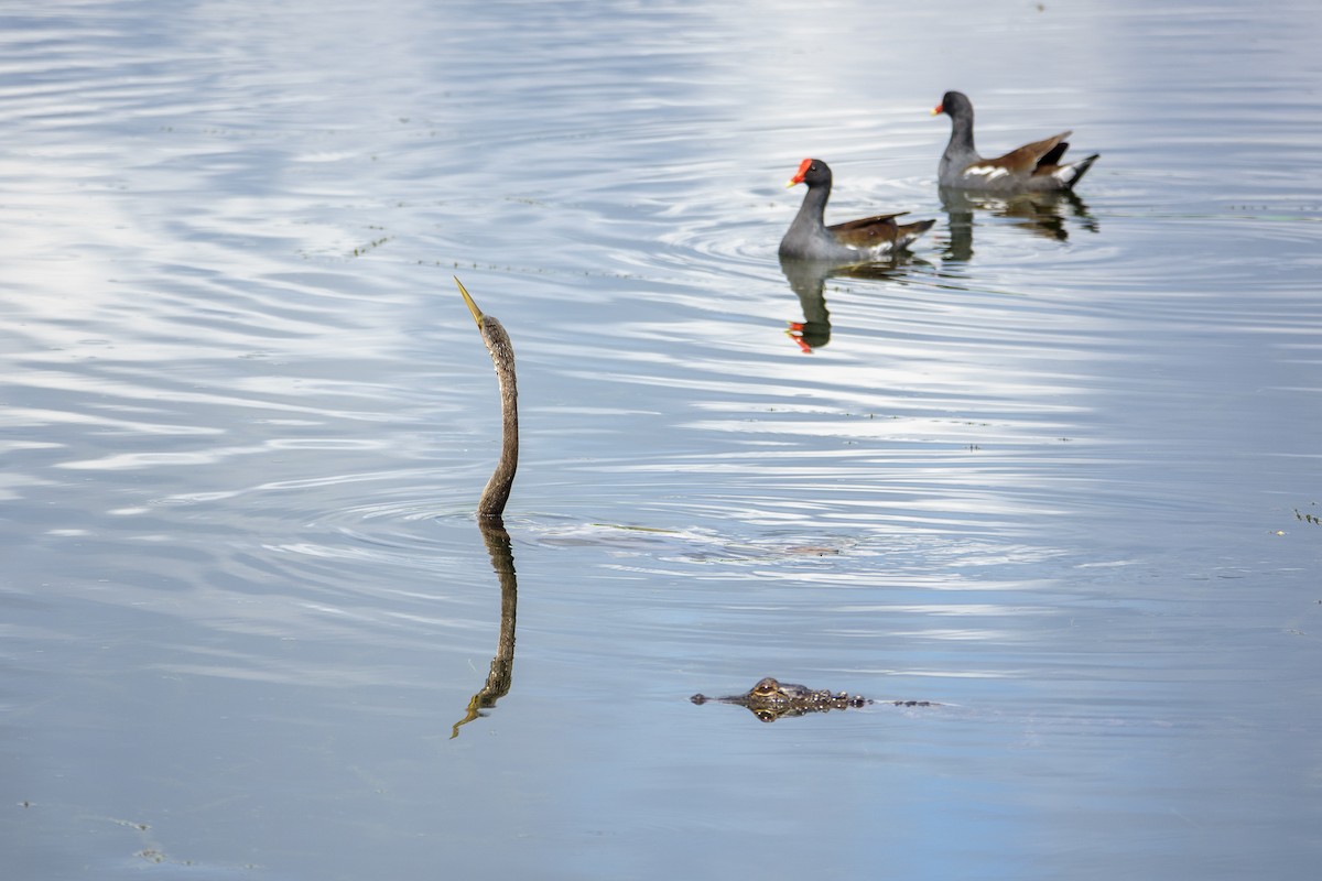 Anhinga d'Amérique - ML643965544
