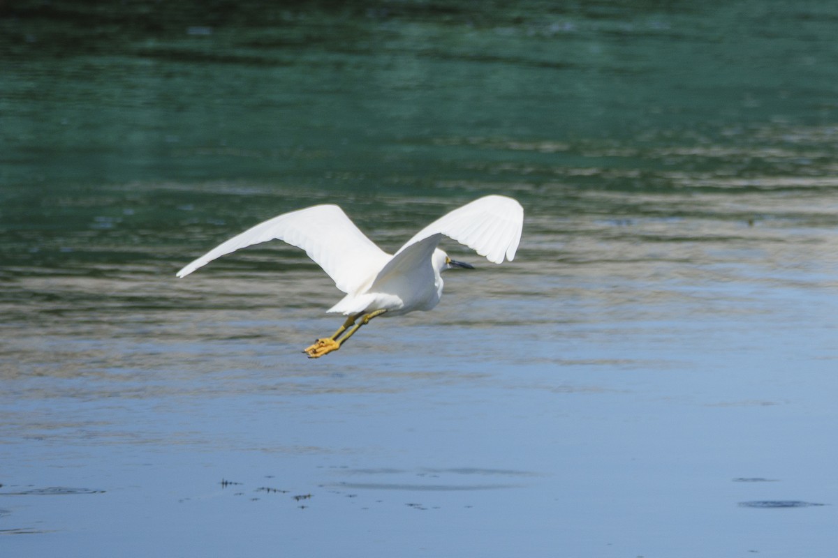Aigrette neigeuse - ML643965557