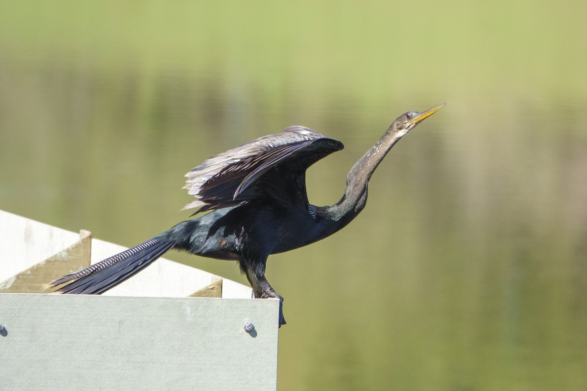 Anhinga d'Amérique - ML643965559