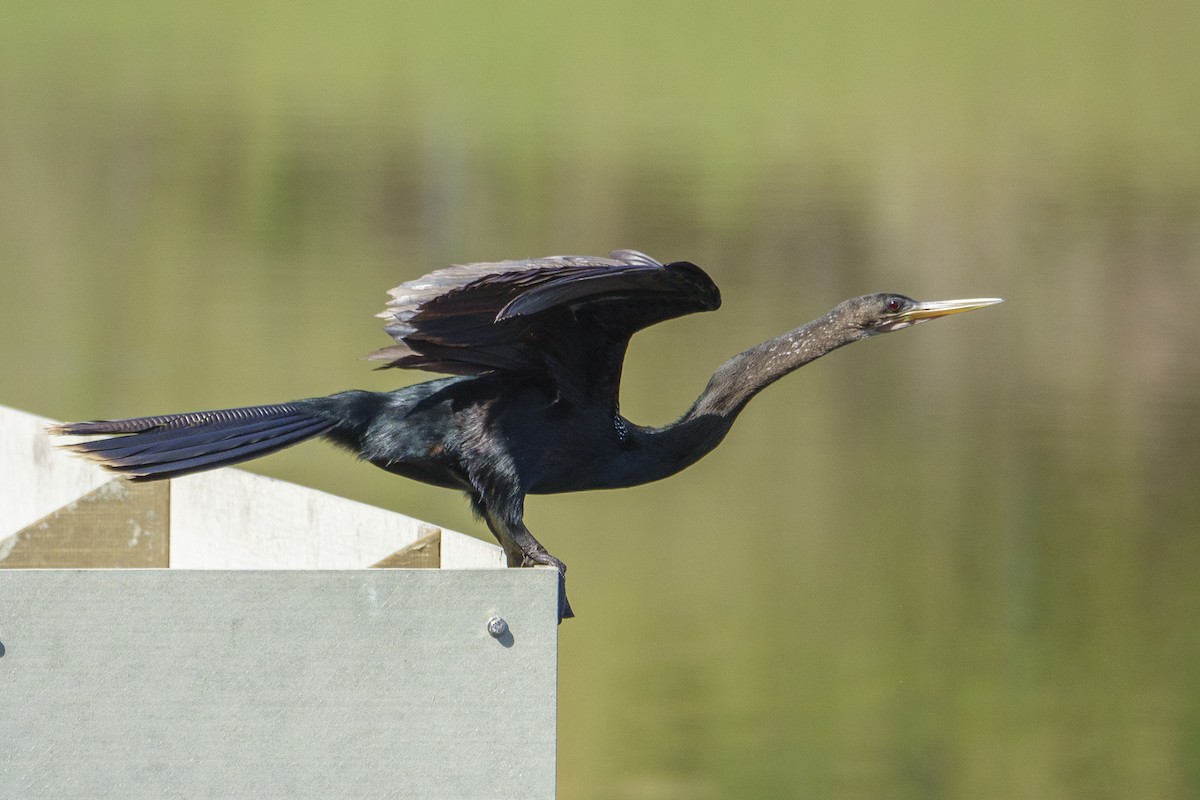 Anhinga d'Amérique - ML643965562