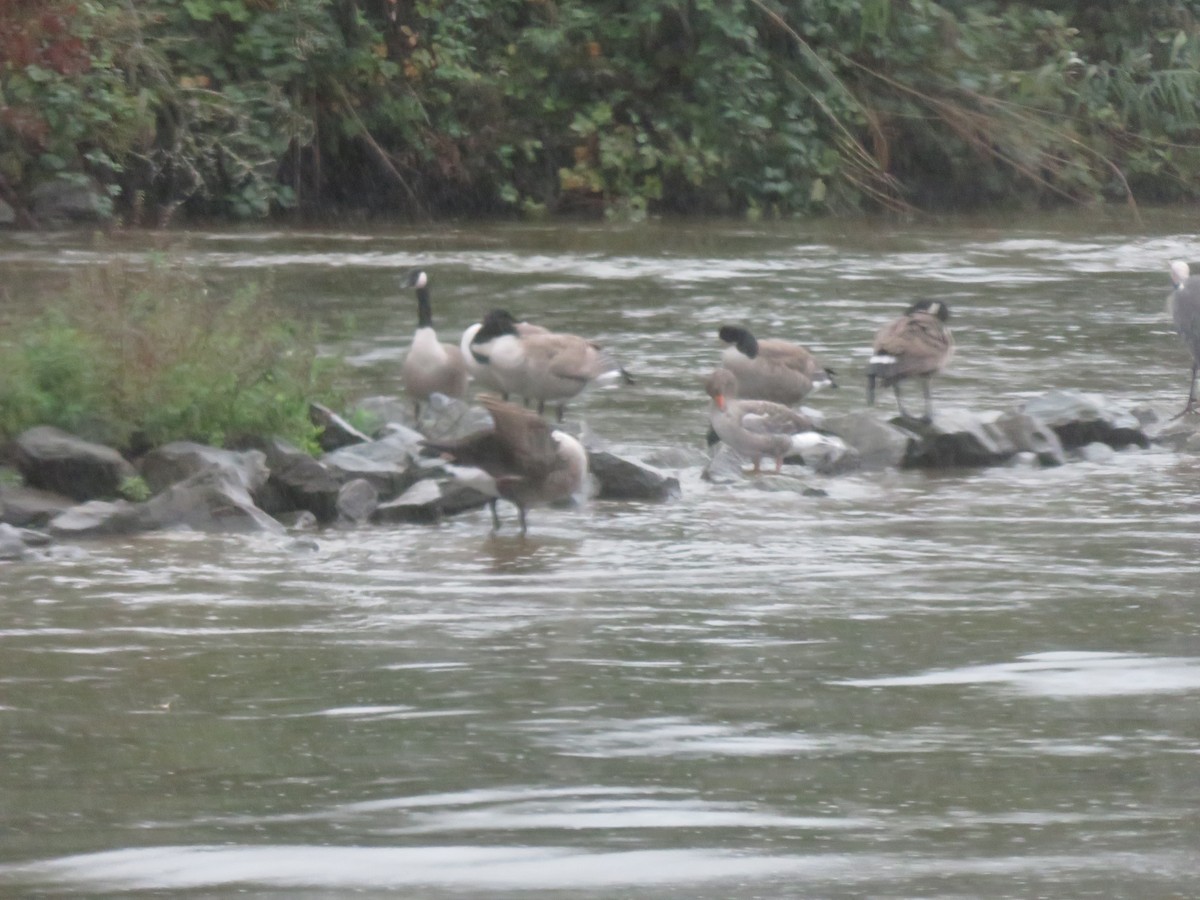 Graylag Goose - ML643965565