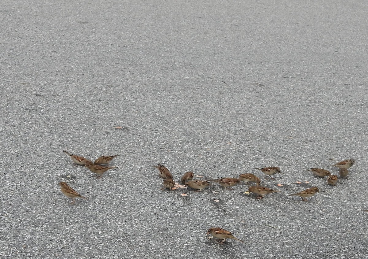 House Sparrow - ML643965574
