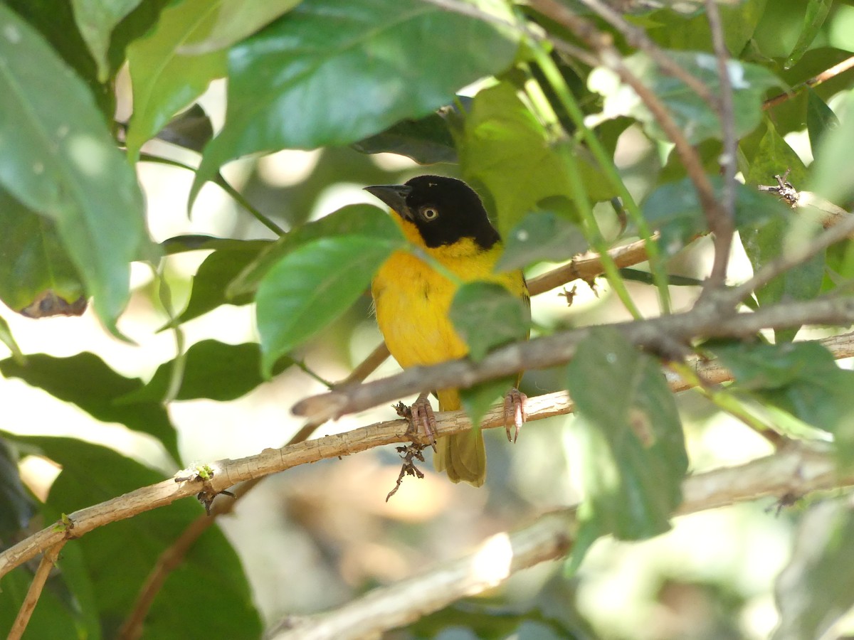 Baglafecht Weaver (Reichenow's) - ML643965610