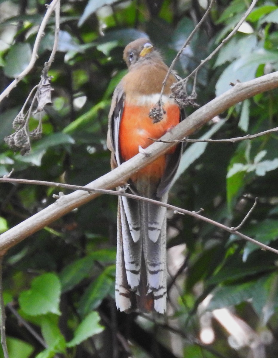 båndtrogon - ML643965628