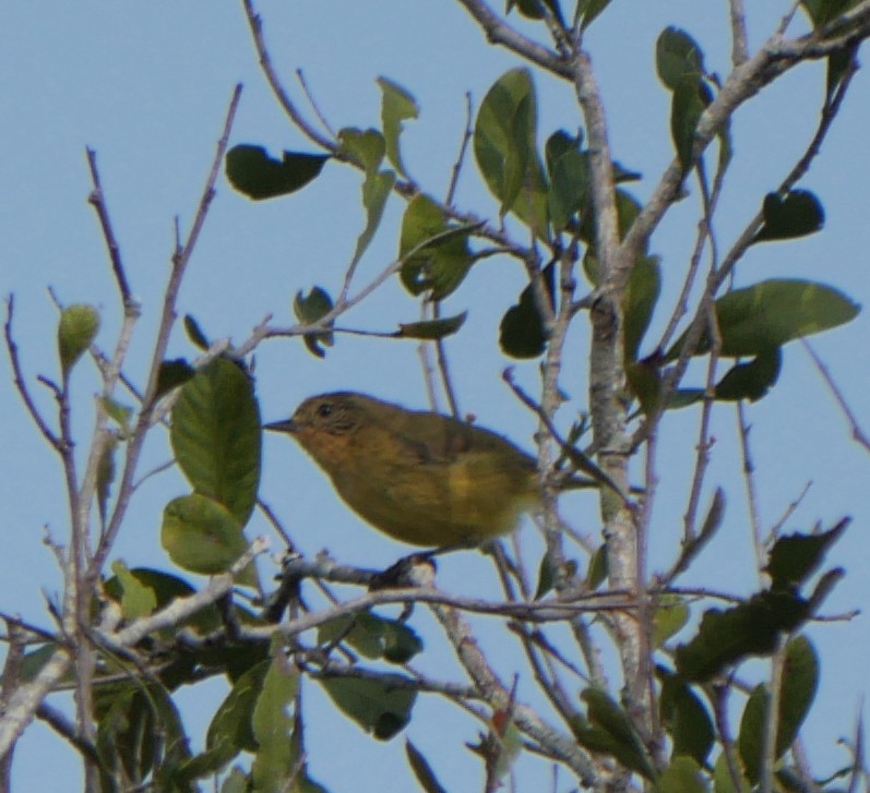 Yellow Thornbill - ML643965630