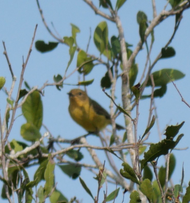 Yellow Thornbill - ML643965631