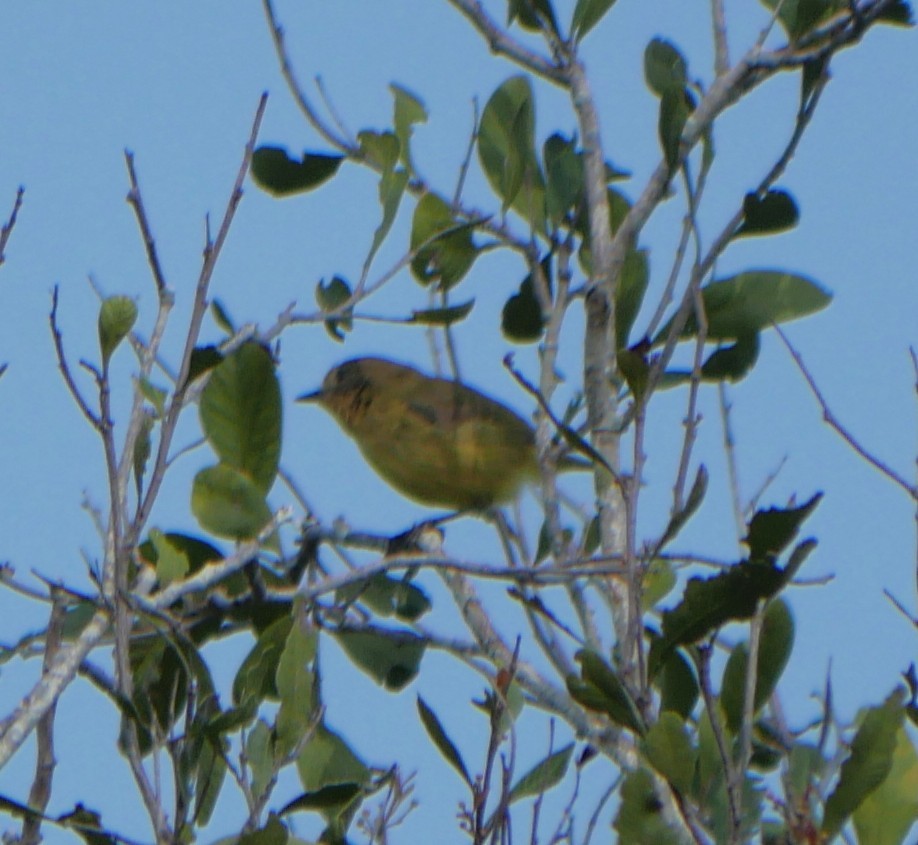 Yellow Thornbill - ML643965632