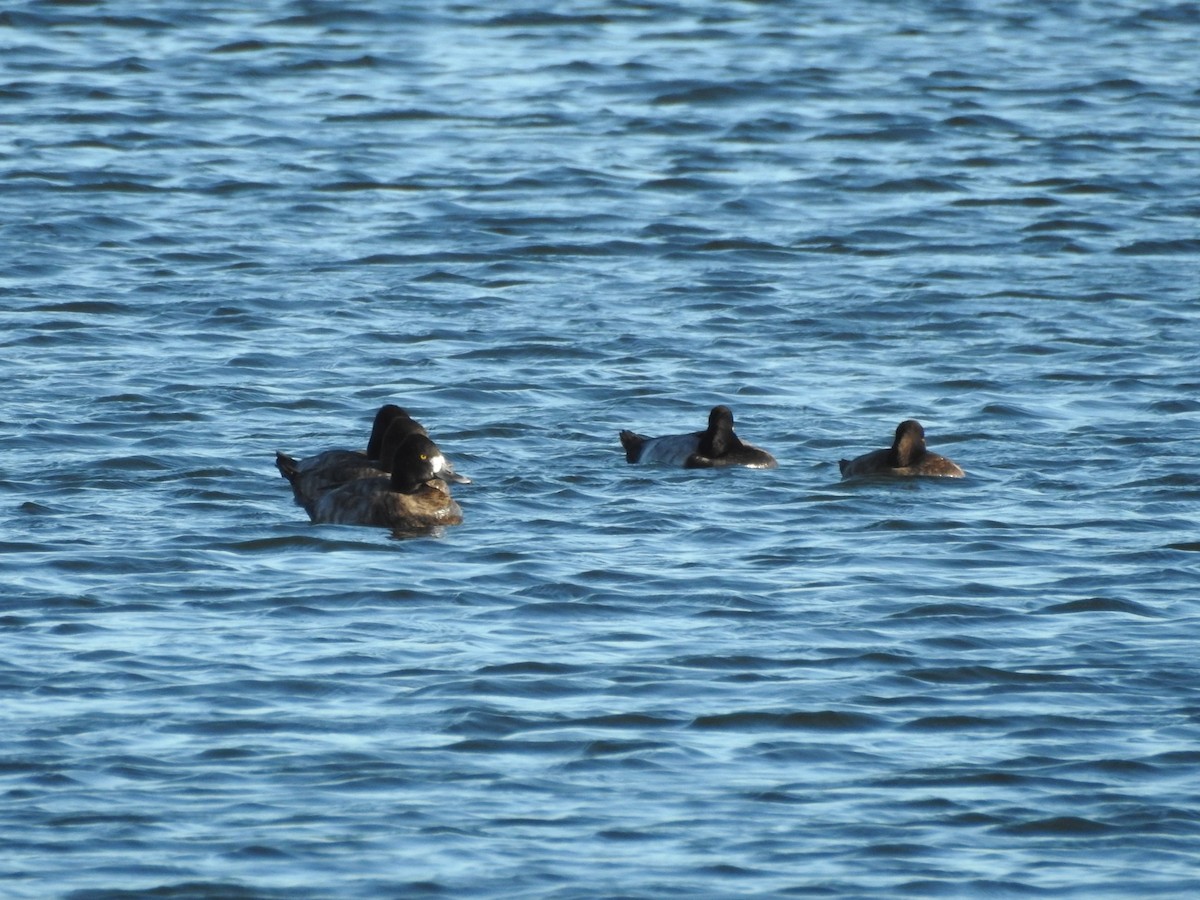 Lesser Scaup - ML643965634