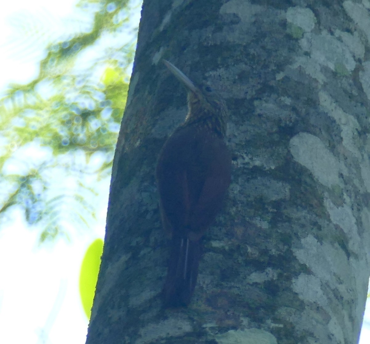 Buff-throated Woodcreeper (Lafresnaye's) - ML643965635