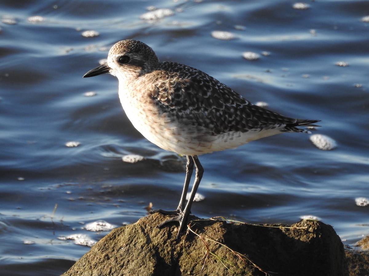 Black-bellied Plover - ML643965643