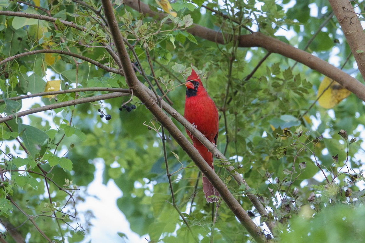 Cardinal rouge - ML643965659