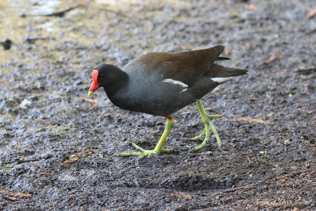 アメリカバン - ML643965662