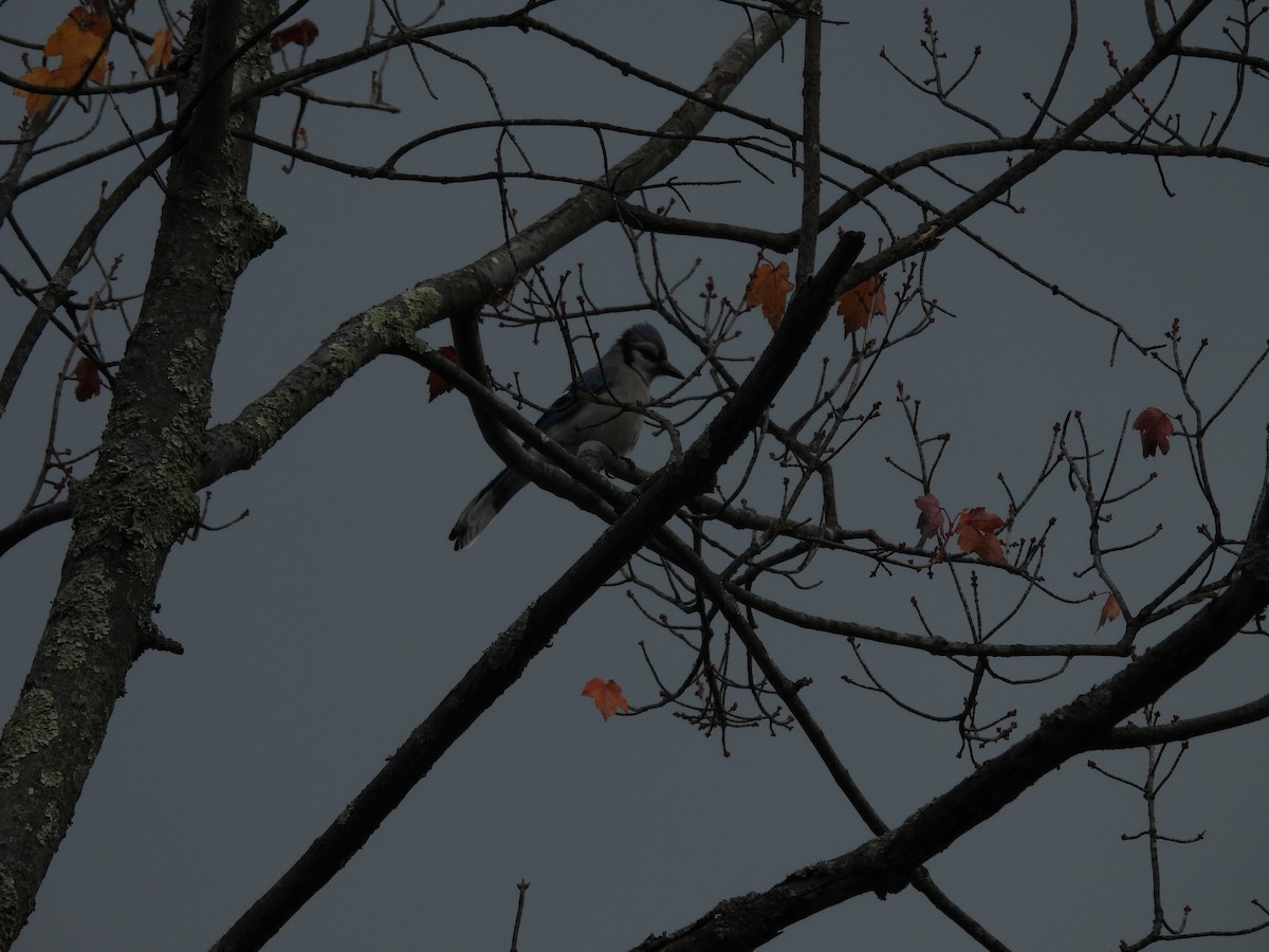 Blue Jay - ML643965663