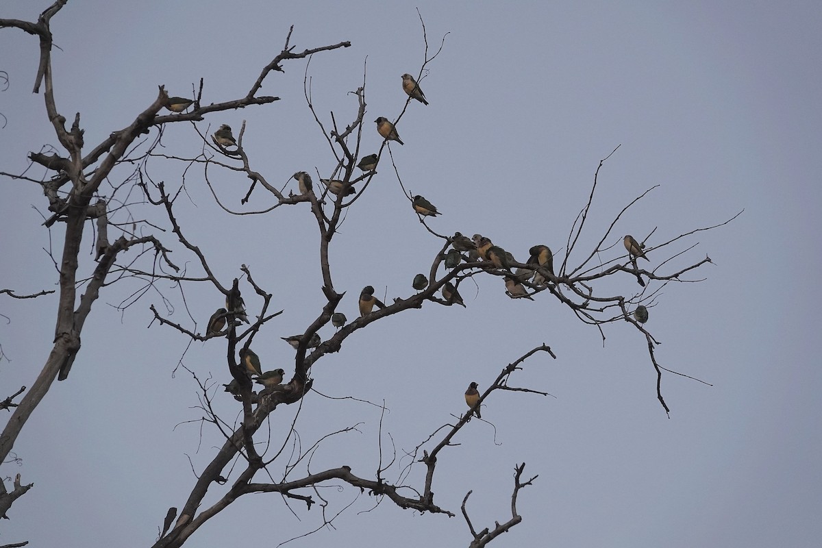 Diamant de Gould - ML643965666