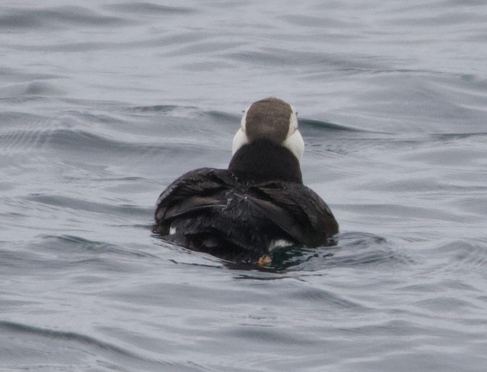 Іпатка тихоокеанська - ML643965667