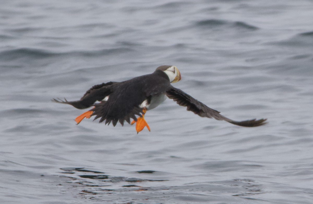 Іпатка тихоокеанська - ML643965669