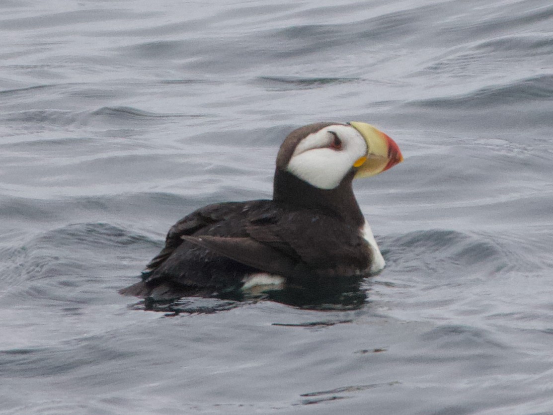 Іпатка тихоокеанська - ML643965670