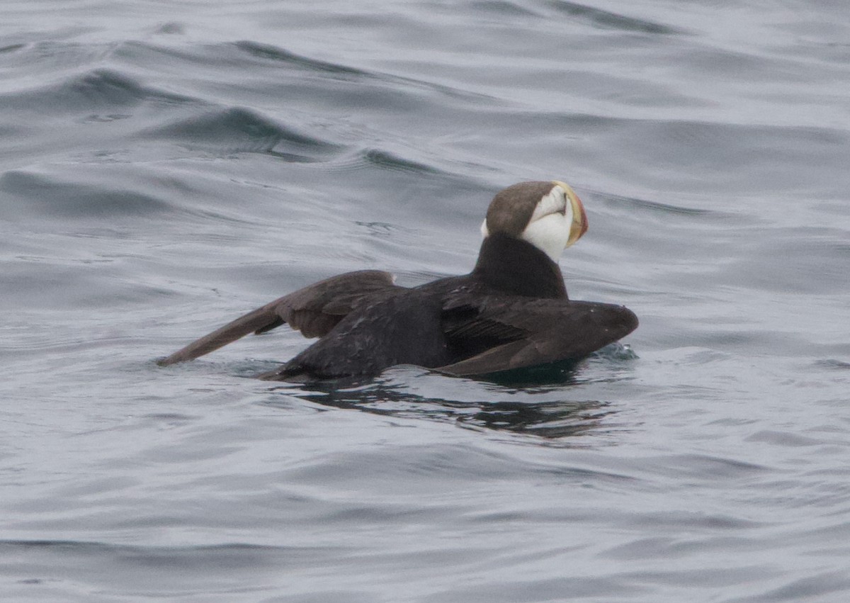 Іпатка тихоокеанська - ML643965672