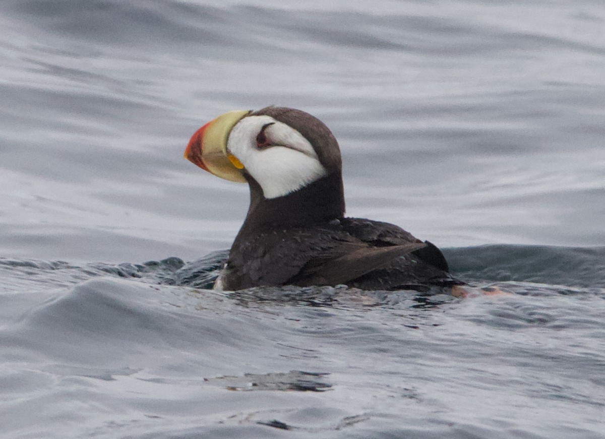 Іпатка тихоокеанська - ML643965673