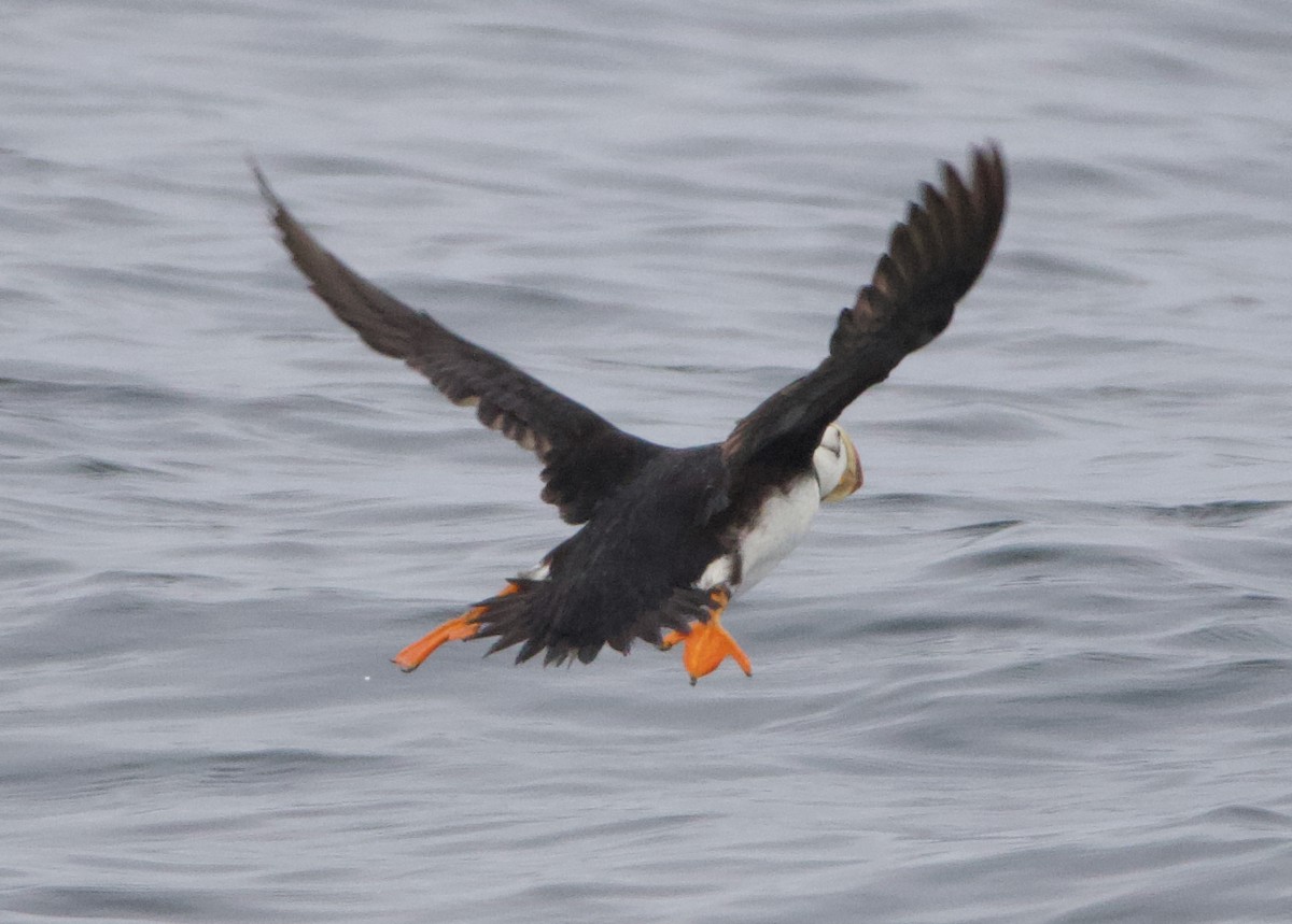 Іпатка тихоокеанська - ML643965674