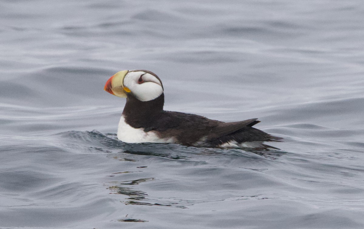 Іпатка тихоокеанська - ML643965675