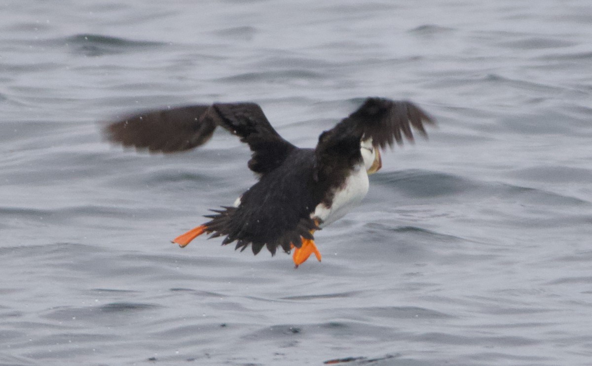 Іпатка тихоокеанська - ML643965676