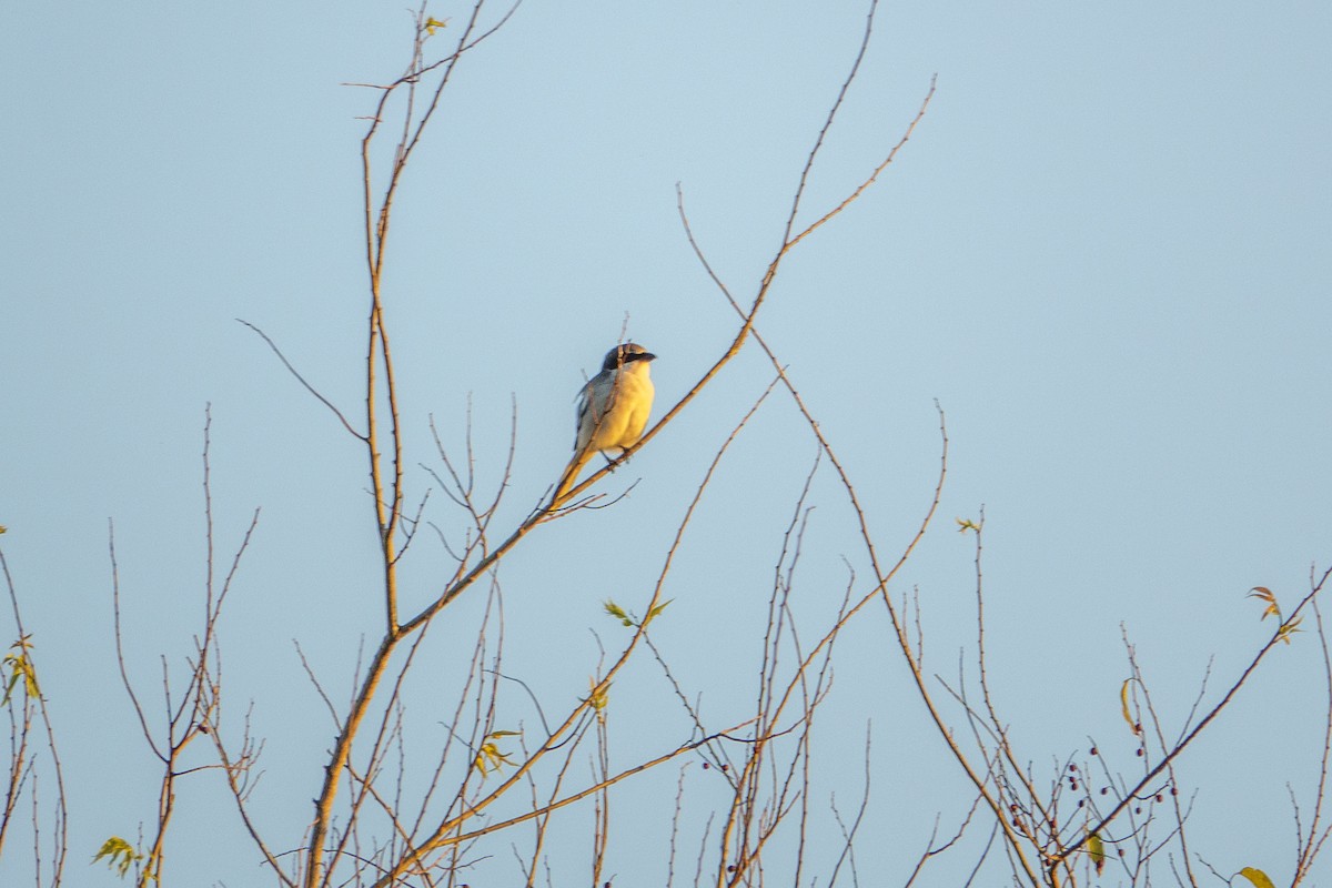 Pie-grièche migratrice - ML643965677