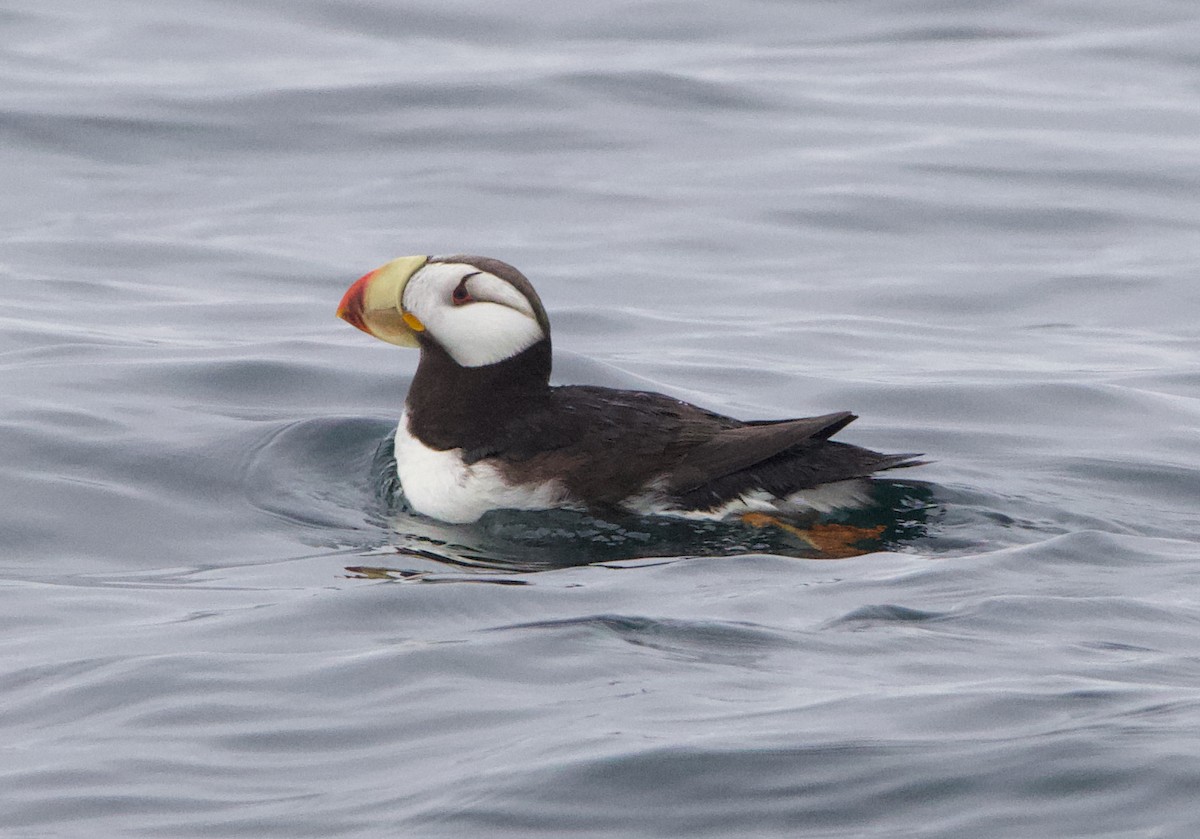 Іпатка тихоокеанська - ML643965678