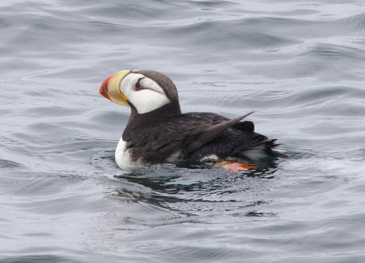 Іпатка тихоокеанська - ML643965679