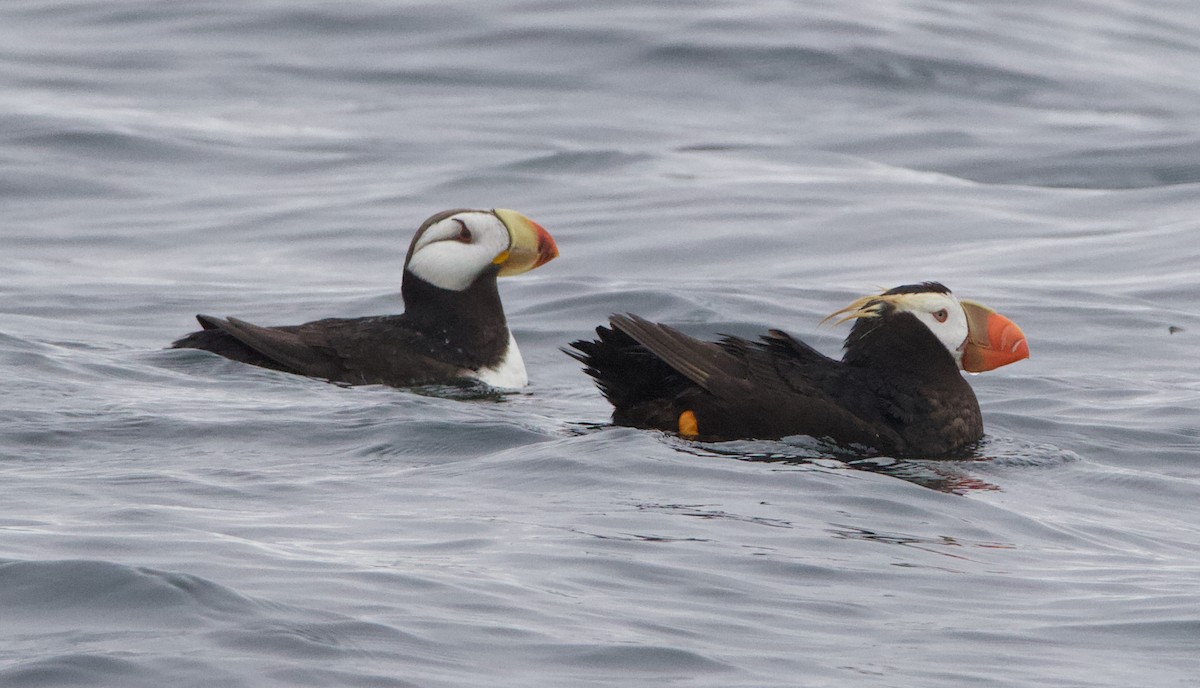 Іпатка тихоокеанська - ML643965680